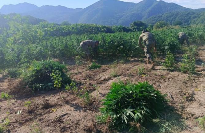 $!Marina localiza y destruye 132 toneladas de plantas de mariguana, en Tamazula, Durango