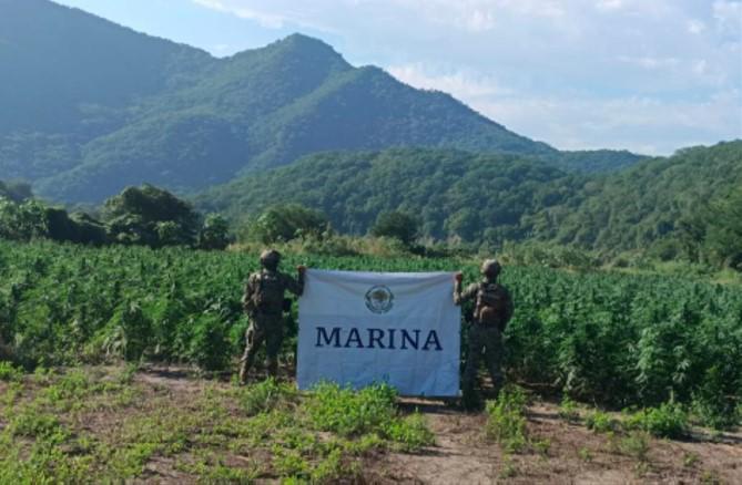 $!Marina localiza y destruye 132 toneladas de plantas de mariguana, en Tamazula, Durango