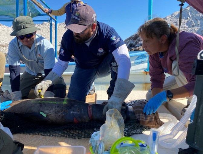 $!México: la misión de salvar a los lobos marinos de las artes de pesca abandonadas