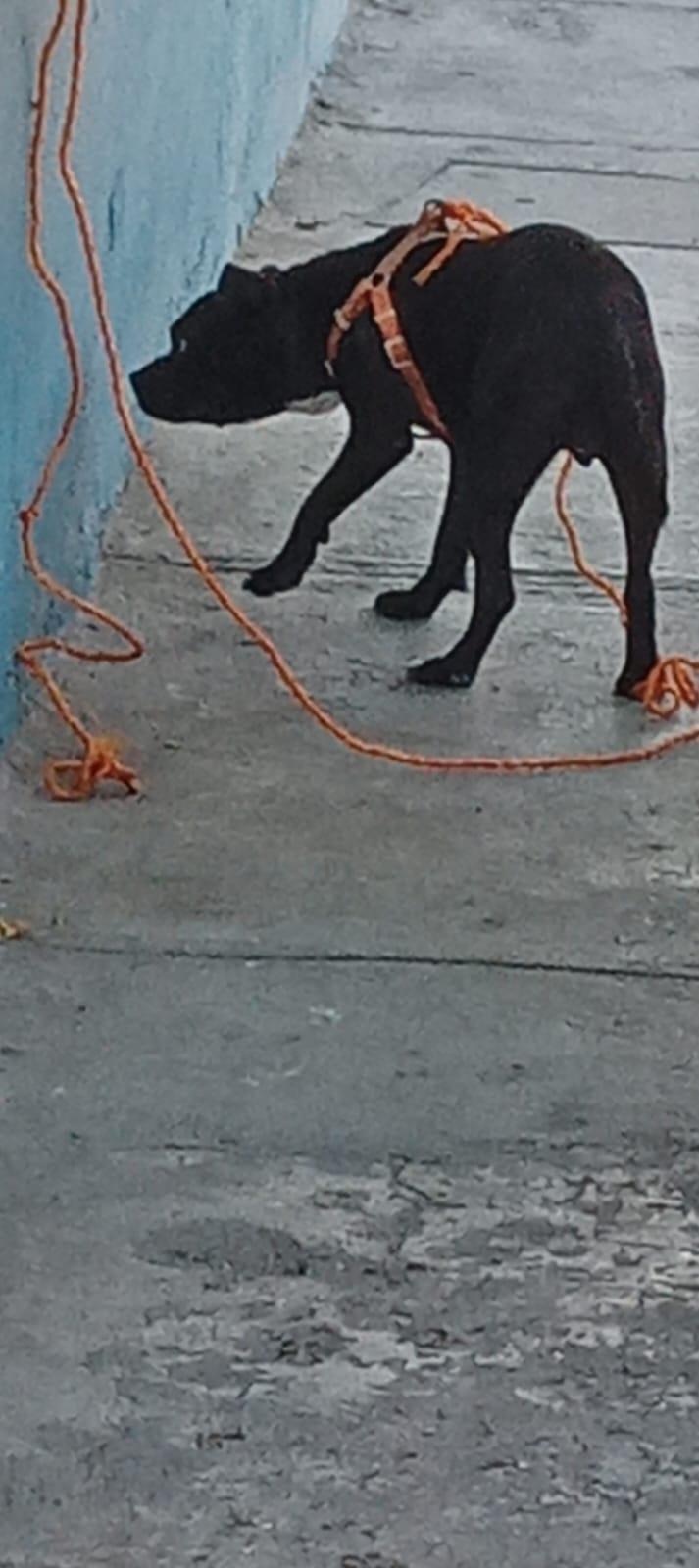 $!Se incendia planta alta de vivienda en Mazatlán; rescatan a perrita