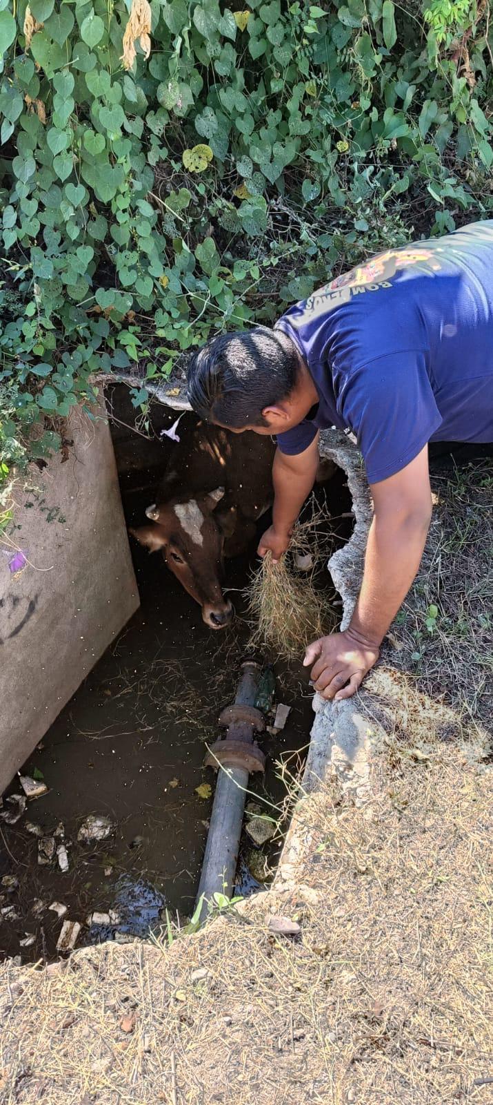 $!Rescatan una vaca que tenía más de una semana dentro de una fosa, frente al penal de Mazatlán