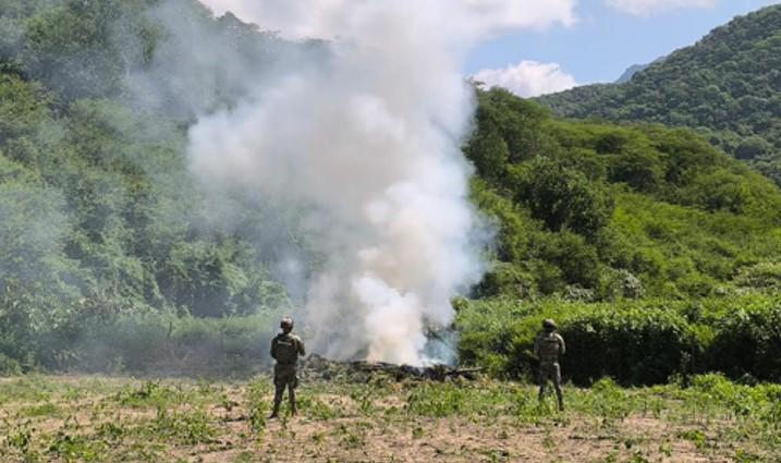 $!Marina localiza y destruye 132 toneladas de plantas de mariguana, en Tamazula, Durango