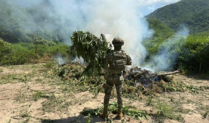 $!Marina localiza y destruye 132 toneladas de plantas de mariguana, en Tamazula, Durango