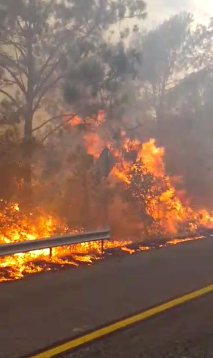 $!Arrasa incendio con más de 100 hectáreas en la sierra de Concordia