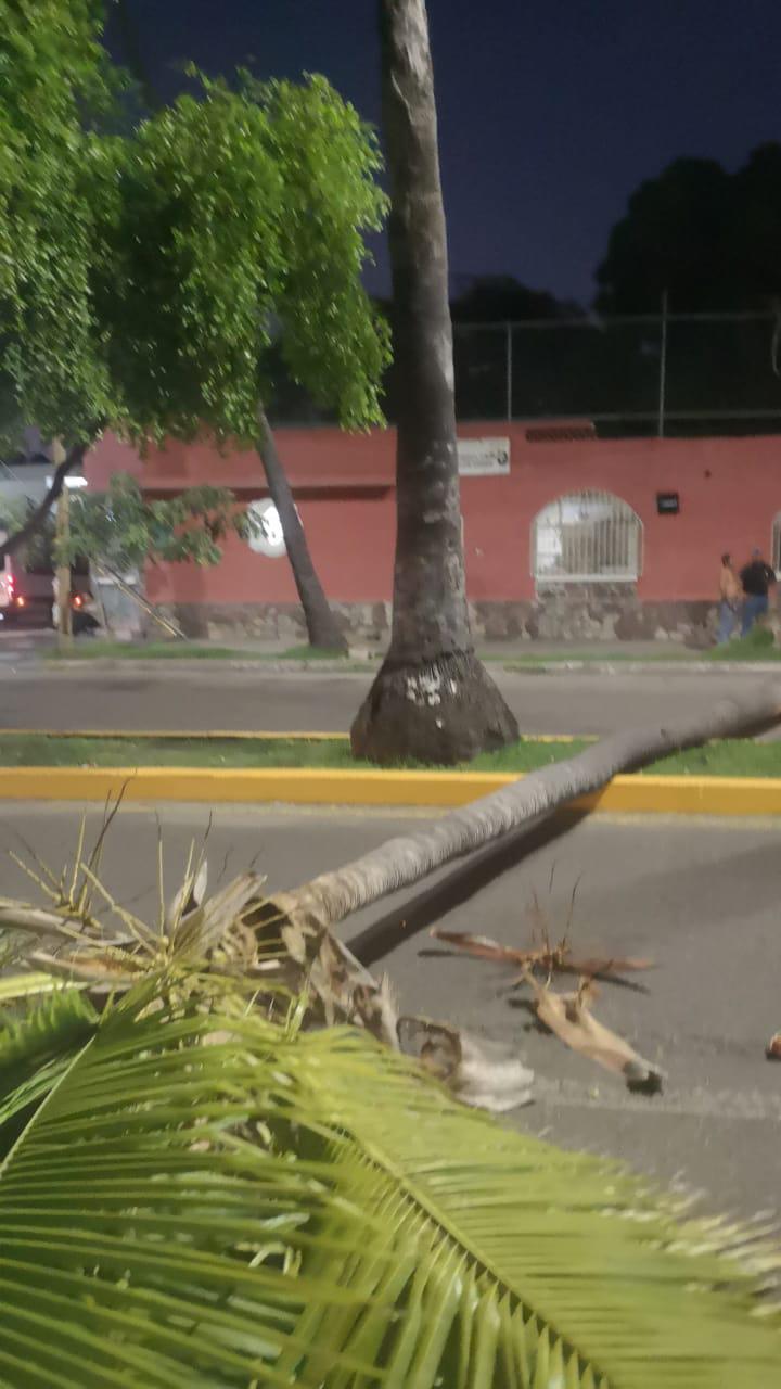 $!La tarde-noche del pasado viernes, una palmera de la Avenida Miguel Alemán, se vino abajo y por poco le cae a unas personas.