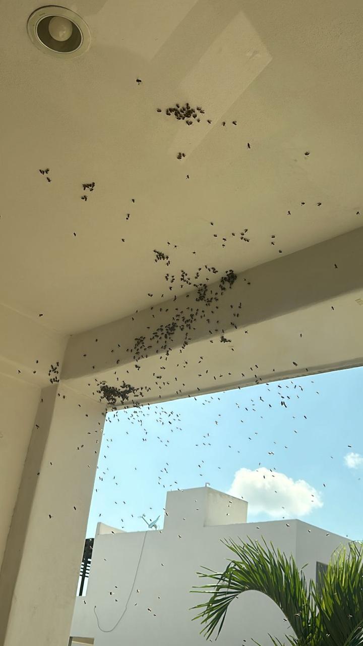 $!Más de 20 millones de abejas y avispas se han rescatado en Mazatlán, reporta Ecología