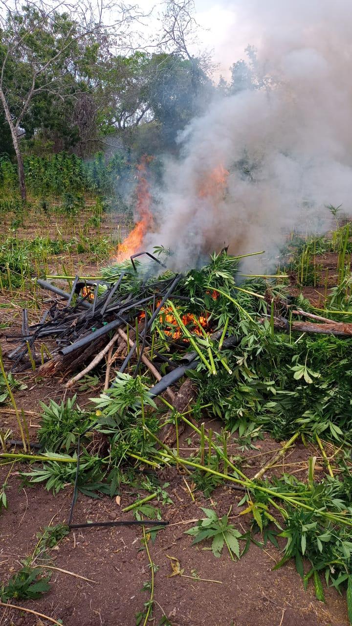 $!Por segundo día consecutivo, Policía Estatal localiza y destruye plantíos de presunta mariguana en Mazatlán