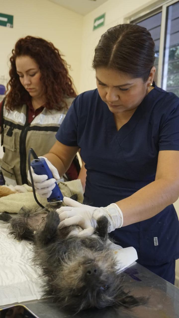 Realiza Ecología Campaña De Esterilización De Perros Y Gatos En Villa Unión