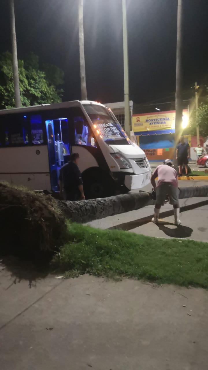 $!Palmeras en Mazatlán, ¿un atractivo o un peligro?