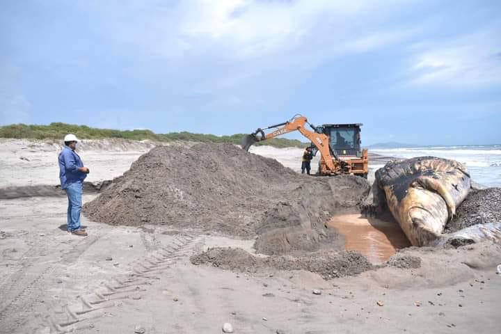 $!Aparecen en playas de Elota los cuerpos de dos ballenas en estado descomposición