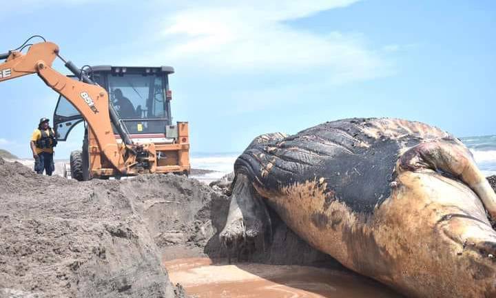 Una de las ballenas quedó varada en playa Los Gavilanes.