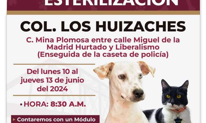 Llevarán campaña de esterilización de perros y gatos a colonia Los Huizaches en Culiacán