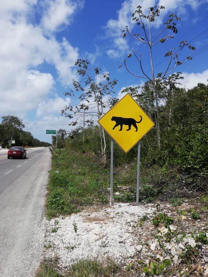 $!Señaléticas de cruce de jaguar instaladas en 2018 por iniciativa de las organizaciones protectoras de la especie.