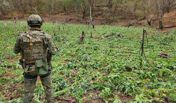 Marina desmantela laboratorio clandestino de drogas sintéticas en El Espinal, en Culiacán