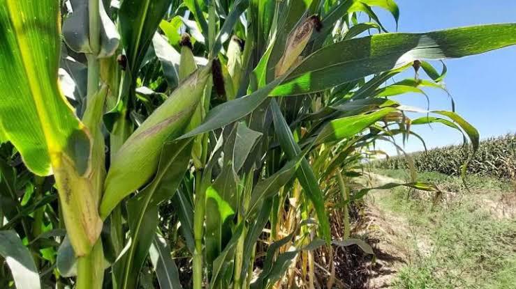 Este 15 de mayo arranca en Sinaloa registro de agricultores para apoyos complementarios al precio del maíz