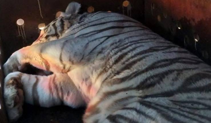 Los felinos rescatados durante el operativo fueron trasladados al Santuario Ostok en Culiacán.