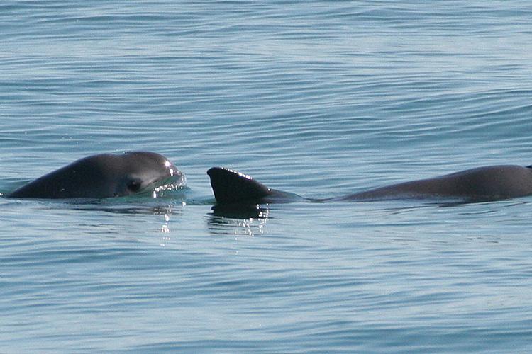 $!La vaquita marina tiene suficiente fortaleza genética para sobrevivir