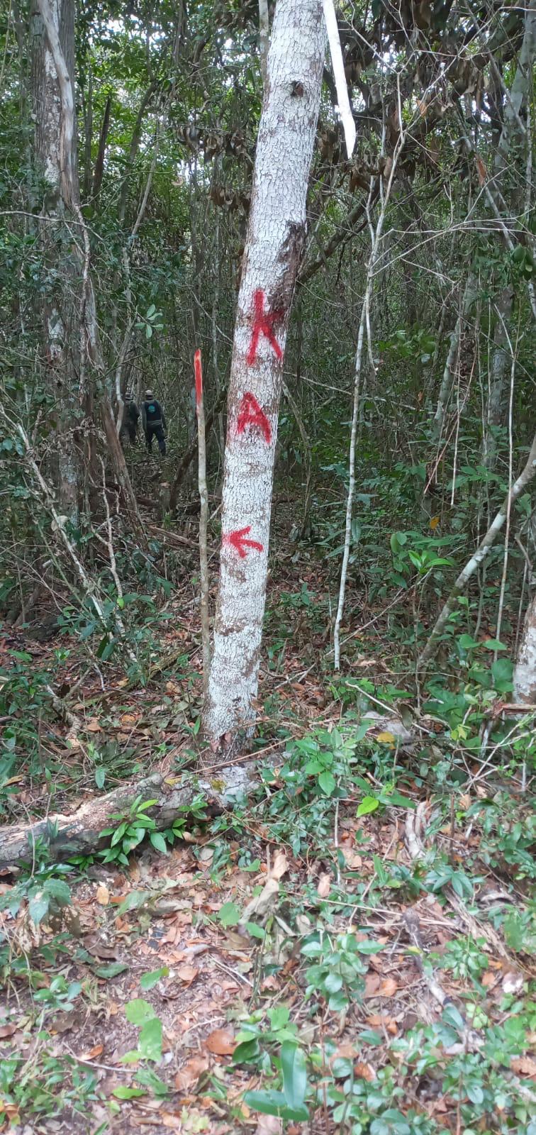 $!Árboles marcados en el Parque Nacional Mirador.