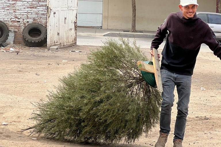 Ayuntamiento de Culiacán inicia con el acopio de pinos navideños