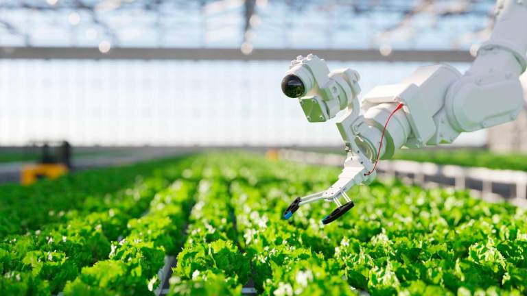 De acuerdo con la Organización para la Alimentación y la Agricultura, la inteligencia artificial y la revolución digital en curso transformarán el mundo y sus sistemas agroalimentarios.