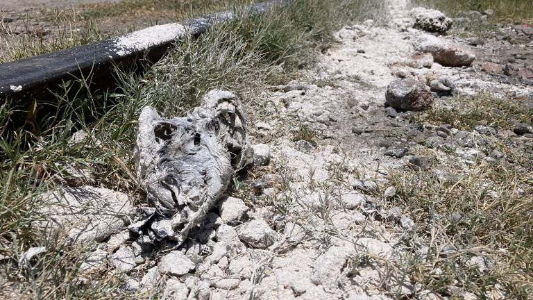 Cuerpos de venados fueron arrojados sobre las vías del tren y empiezan a descomponerse.