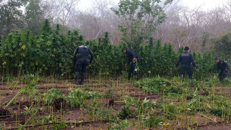 El plantío de aproximadamente 400 metros cuadrados con plantas de casi un metro de altura.