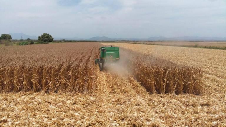 Durante el primer trimestre de 2024, las actividades agrícolas impulsaron a la economía de Sinaloa.