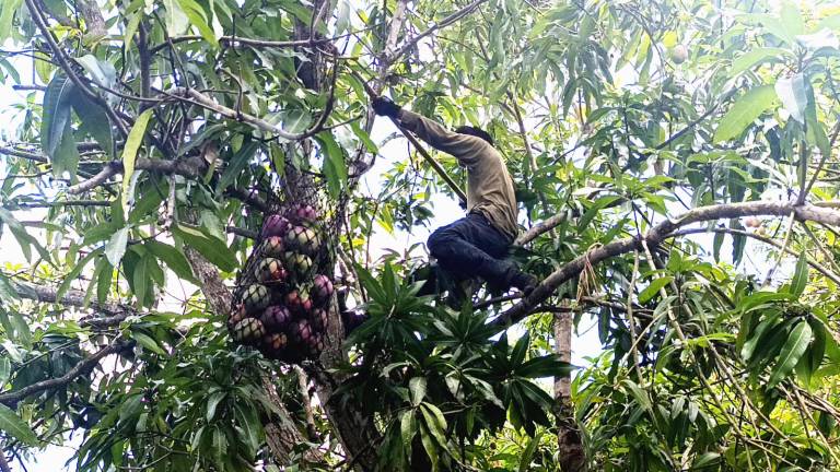 El corte del mango de Escuinapa que se envía para Japón y Canadá requiere de un tratamiento especial.