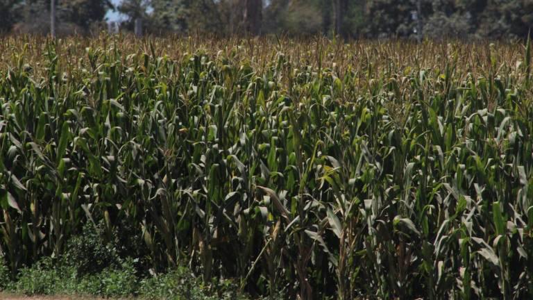 El ciclo agrícola otoño-invierno 2022-2023 comenzó a principios de este mes de septiembre.