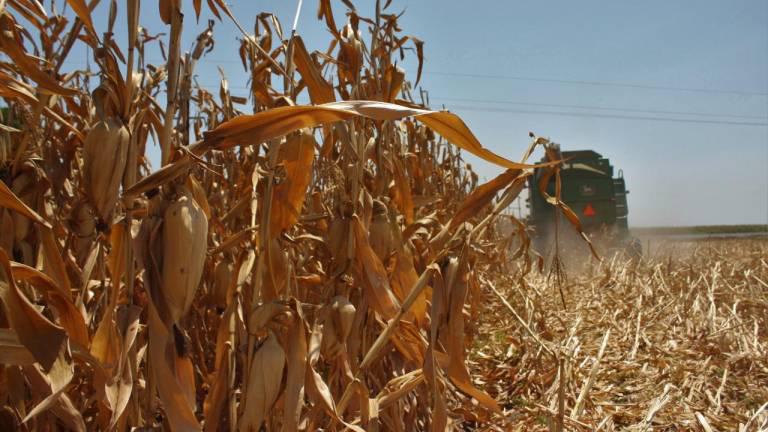 Tortilleros de Sinaloa report low quality corn due to lack of irrigation