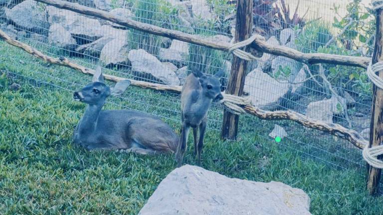 Invitan a conocer el nuevo hábitat de los venaditos cola blanca del Gran Acuario de Mazatlán