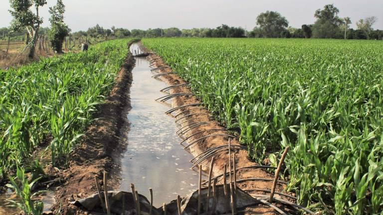 Ven necesario que Federación otorgue recursos para tecnificar el uso de agua para la producción de alimentos