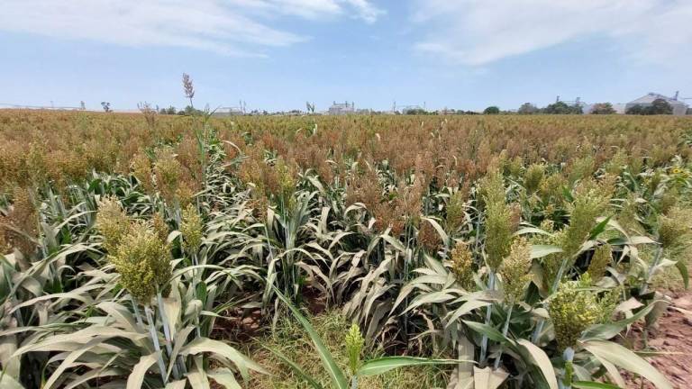 Agroindustria mexicana.