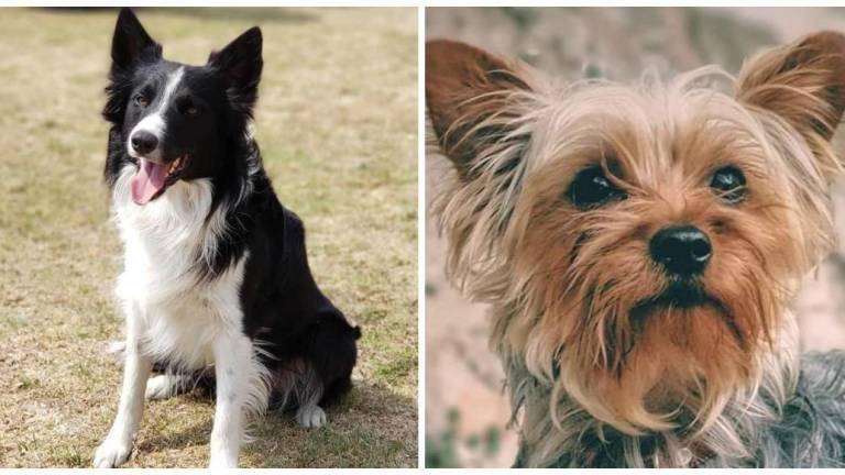 Los perritos Athos y Tango murieron tras ser envenenados en 2021.