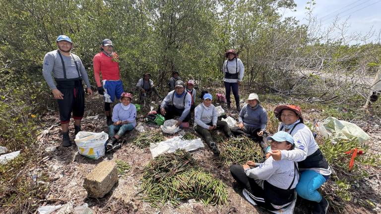 Grupo de restauradores realizando actividades de recolecta de propágulos de mangle rojo.