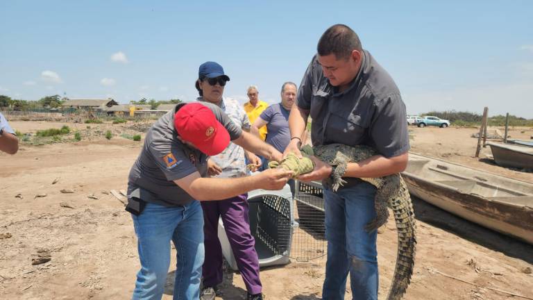 Tener cocodrilos de mascota es un delito, advirtió la Profepa.