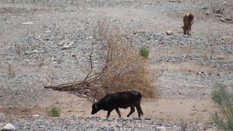 Lluvias recientes mitigan el estiaje, pero falta más agua para abastecer al ganado, advierte UGRS