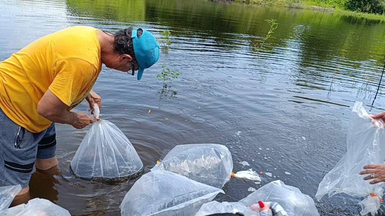 La presa El Pochote recibió 400 mil alevines de tilapia con lo que pretenden apoyar al sector pesquero y a las comunidades cercanas.