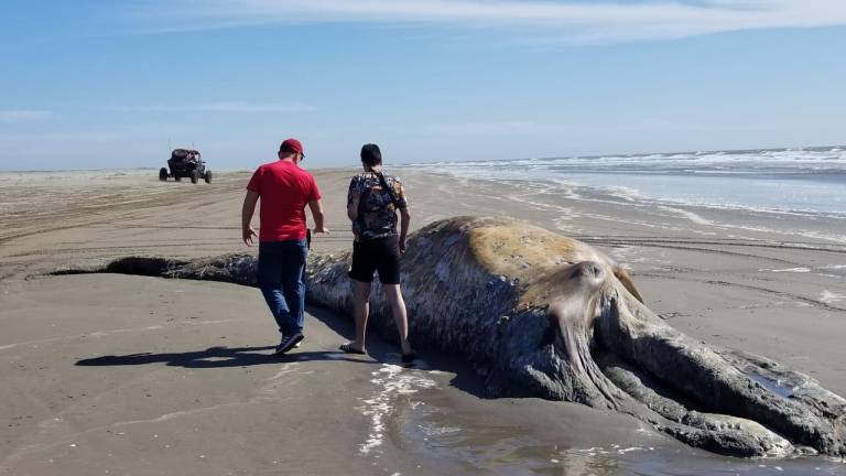 Ballena varada en El Tambor sí fue enterrada, el mar la sacó a flote de nuevo, señala Profepa Sinaloa