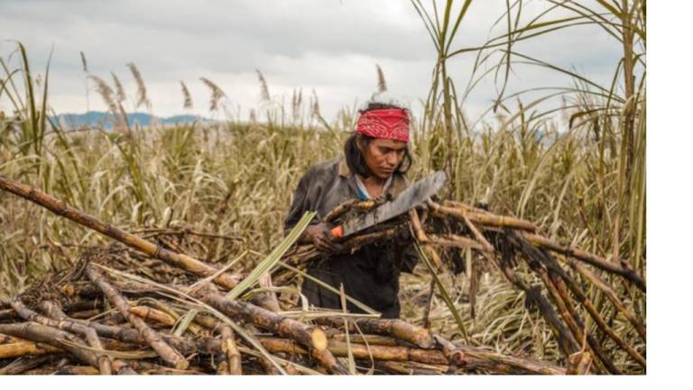 La Secretaría de Agricultura señaló que de 2018 a 2022 se produjeron en promedio 5.9 millones de toneladas de azúcar de caña.