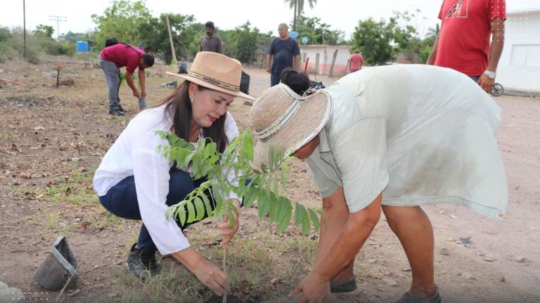 Se plantaron árboles en algunas áreas de la comunidad.