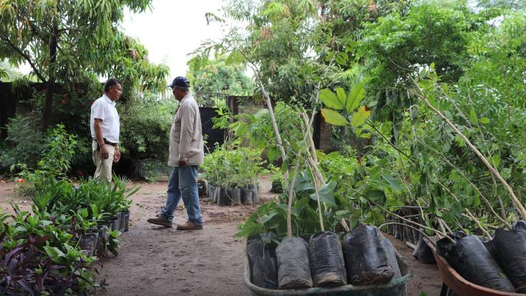 Las plantas serán distribuidas en parques, zonas de esparcimiento y escuelas.