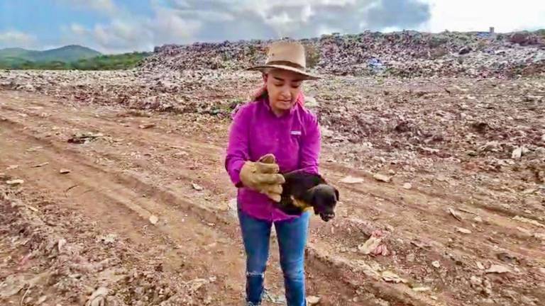 Rescatan a siete perritos en el Basurón municipal; tienen garrapatas, sarna y están desnutridos