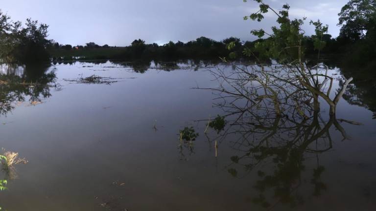 El avance del caudal del Río Presidio ha inundado parcelas cercanas en El Walamo.