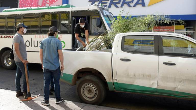 Continúa programa de arborización en el primer cuadro de la ciudad