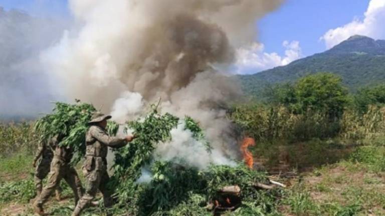 Marina localiza y destruye 132 toneladas de plantas de mariguana, en Tamazula, Durango