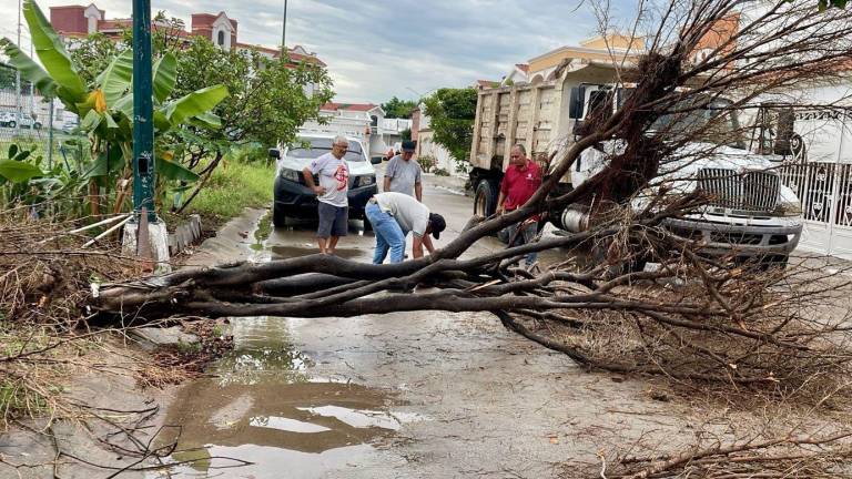 El Ayuntamiento de Mazatlán activó este fin de semana cuadrillas para atender reportes de árboles caídos y limpiar rejillas pluviales.