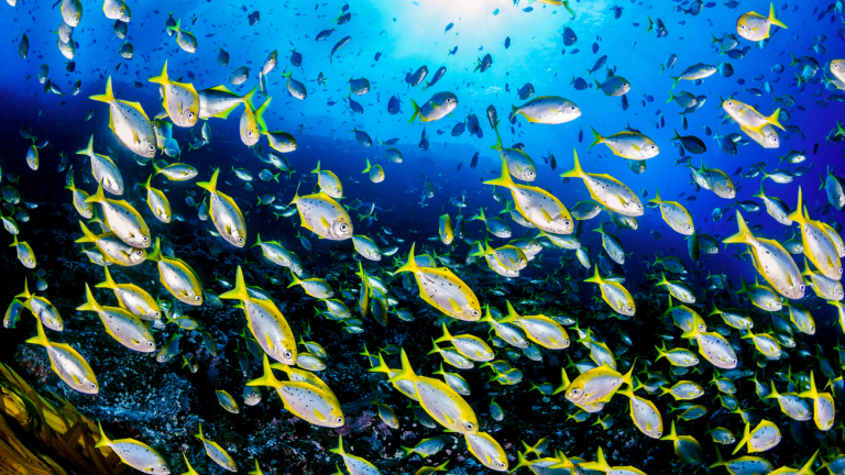 Cardumen de Pampanitos, en Islas Desventuradas. Foto: Oceana-Eduardo Sorensen