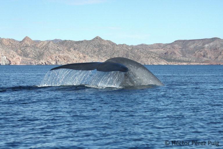 $!Aleta caudal (cola) de una ballena azul (Balaenoptera musculus) antes de una inmersión.