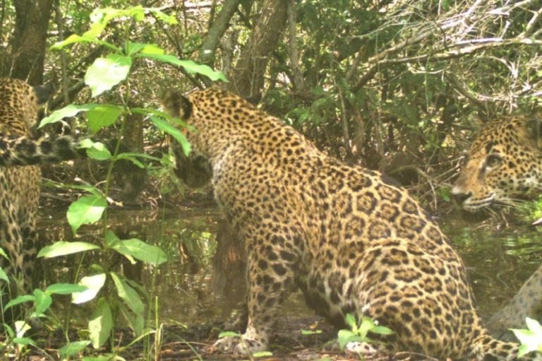 $!Jaguar hembra y sus dos cachorros adultos en septiembre de 2022, en los manglares de la reserva La Papalota, en el estado mexicano de Nayarit.